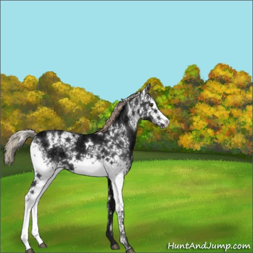 Horse Color:White Spotted Liver Chestnut Ice 