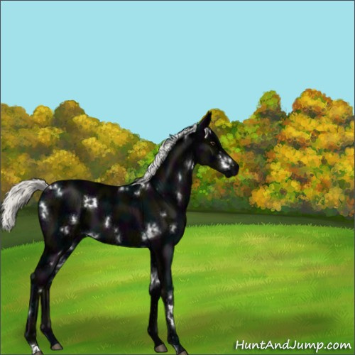 Horse Color:White Spotted Midnight Liver Chestnut Ice Mushroom 