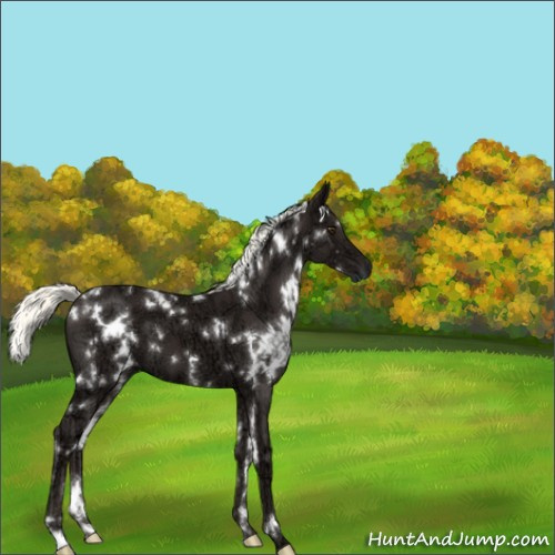 Horse Color:White Spotted Liver Chestnut Ice Mushroom 