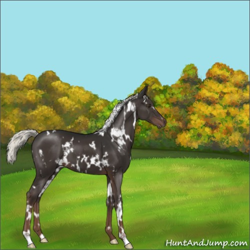 Horse Color:White Spotted Liver Chestnut Mushroom 