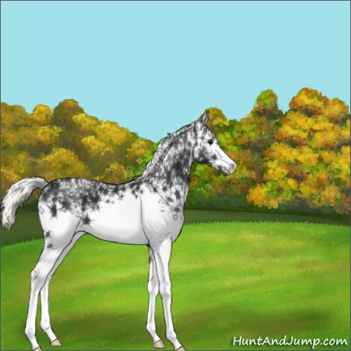 Horse Color:White Spotted Liver Chestnut Ice Mushroom 