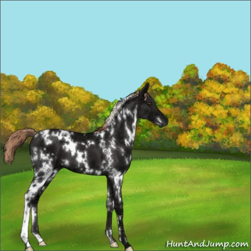 Horse Color:White Spotted Liver Chestnut Ice 