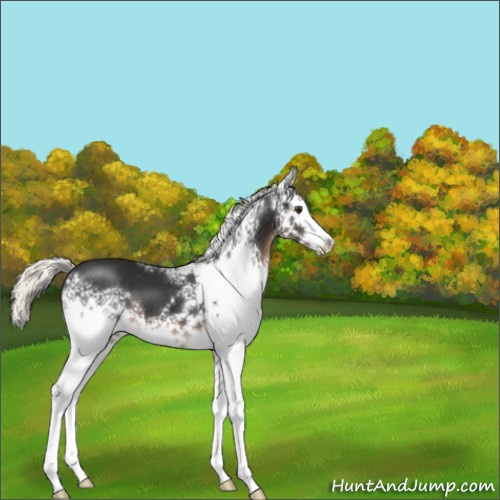 Horse Color:White Spotted Liver Chestnut Mushroom 