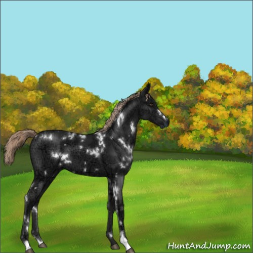 Horse Color:White Spotted Liver Chestnut Ice 