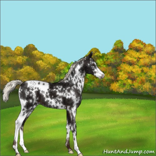Horse Color:White Spotted Liver Chestnut Ice Sabino 
