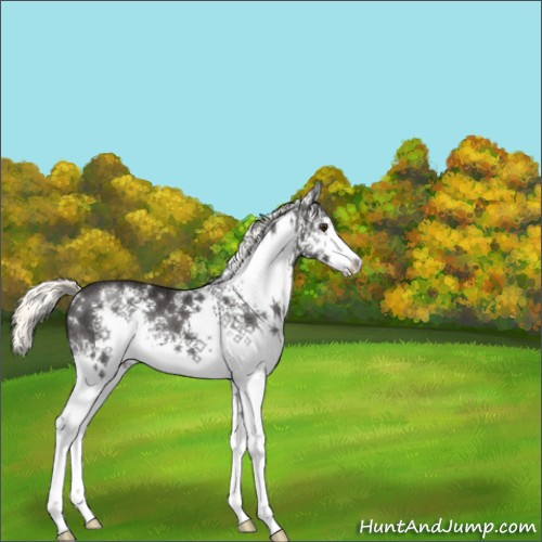 Horse Color:White Spotted Liver Chestnut Mushroom Rabicano 