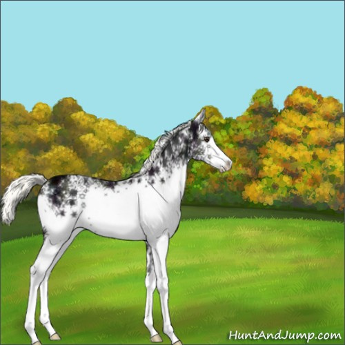 Horse Color:White Spotted Midnight Liver Chestnut Ice Mushroom 