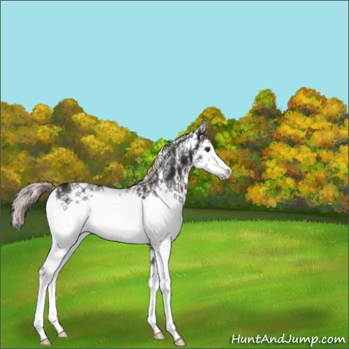 Horse Color:White Spotted Liver Chestnut Ice 