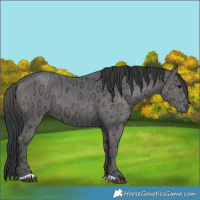 Horse Color:Black Ice 