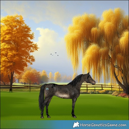 Horse Color:Gray Void Brown Dun Sabino Appaloosa 
