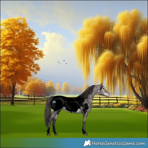 Horse Color:Void Platinum Bay Dun Sabino Appaloosa 