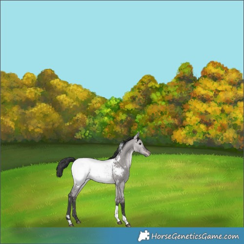 Horse Color:Platinum White Spotted Brown Dun Tobiano Appaloosa 