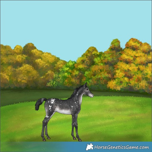 Horse Color:Platinum White Spotted Brown Dun Appaloosa Rabicano 