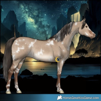 Horse Color:White Spotted Liver Red Dun Rabicano 