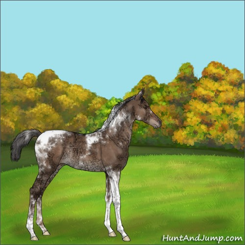 Horse Color:Liver Red Dun Ice Tobiano Rabicano 