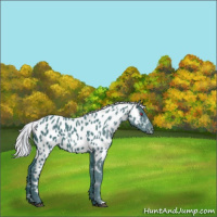 Horse Color:Watercolor Silver Black Chinchilla Appaloosa 
