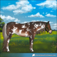 Horse Color:White Spotted Liver Chestnut 