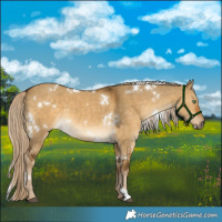 Horse Color:White Spotted Chocolate Palomino Dun 