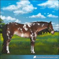 Horse Color:White Spotted Liver Chestnut Tobiano 