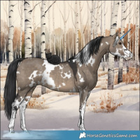Horse Color:White Spotted Brown Dun Sabino 