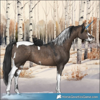 Horse Color:Brown Dun Sabino Tobiano