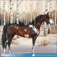Horse Color:White Spotted Brown Sabino 