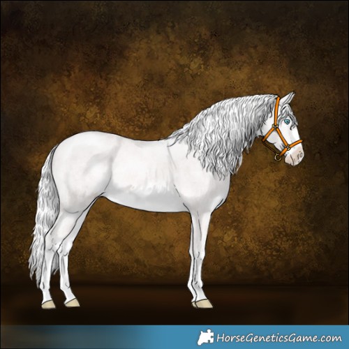 Horse Color:Platinum White Spotted Cremello Rabicano 