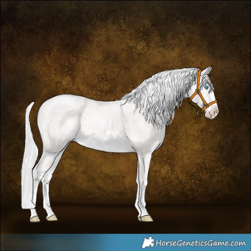 Horse Color:Platinum White Spotted Cremello Rabicano 