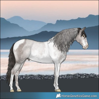 Horse Color:Platinum Liver Red Dun Sabino Tobiano
