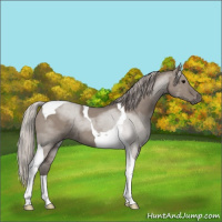 Horse Color:Silver Grullo Tobiano 
