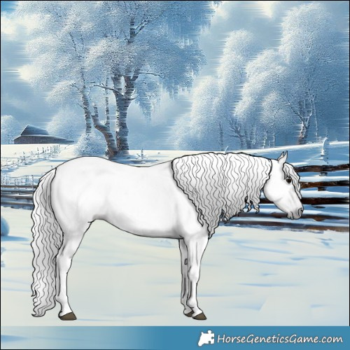 Horse Color:Gray Silver Black Tobiano 