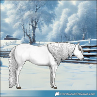 Horse Color:Gray Silver Black Tobiano 
