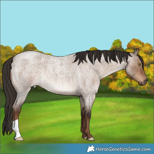 Horse Color:Liver Red Dun Roan 