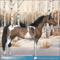 Horse Color:Brown Dun Tobiano Rabicano 