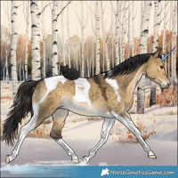 Horse Color:Buckskin Dun Tobiano