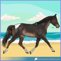 Horse Color:Liver Chestnut Tobiano Rabicano 