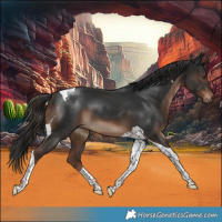 Horse Color:Liver Chestnut Tobiano 