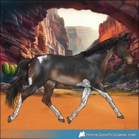 Horse Color:Liver Chestnut Tobiano