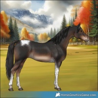 Horse Color:Liver Chestnut Tobiano 