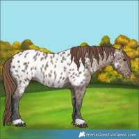 Horse Color:Bay Ice Dun Appaloosa 