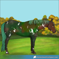 Horse Color:Painted White Spotted Liver Chestnut 