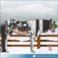 Horse Color:White Spotted Liver Chestnut Tobiano