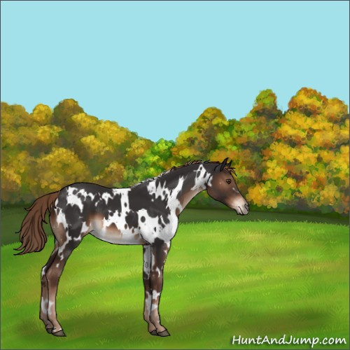 Horse Color:White Spotted Liver Chestnut 