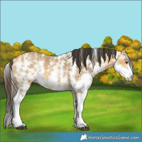Horse Color:Buckskin Dun Sabino Rabicano