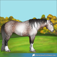 Horse Color:Gray Bay