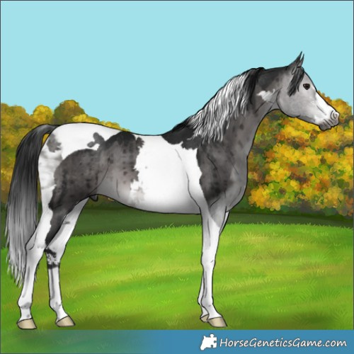 Horse Color:Gray Platinum Brown Dun Sabino Tobiano Brindle 