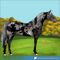Horse Color:Gray Void Platinum White Spotted Liver Red Dun Mushroom Brindle