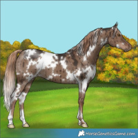 Horse Color:White Spotted Liver Red Dun Brindle 