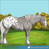 Horse Color:Silver Black Appaloosa 