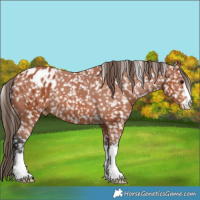Horse Color:Bay Appaloosa 